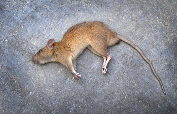 Mata ratos no Jaguaré